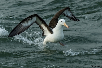 ALBATROS CEJA NEGRA (Thalassarche melanophris) - Salida Pelàgica desde Punta del Este (Julio 2020)